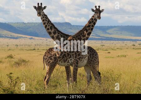 Porträt eines Giraffenpaares, das Weibchen ist schwanger, steht mit gekreuzten Hälsen in der weiten Landschaft der Masai mara Stockfoto