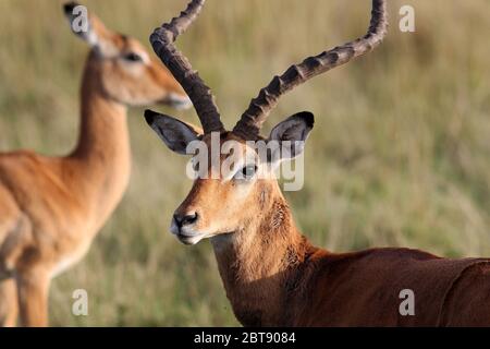 Im Vordergrund das Porträt eines Grant Gazelle Bocks im goldenen Licht des Sonnenuntergangs, im Hintergrund die Grant Gazelle Kuh aus dem Fokus Stockfoto