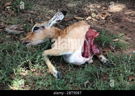 Die Beute eines Leoparden, der Teil einer Grant Gazelle ist, liegt verlassen auf dem Boden Stockfoto