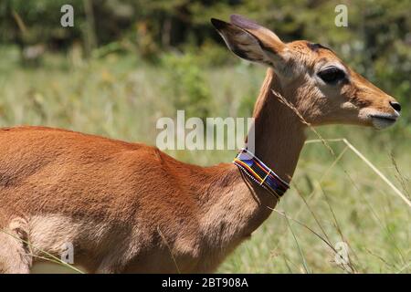 Ein junger Grant Gazelle, der ihre Mutter verloren hat und gerettet wurde, mit Masai Schmuck Stockfoto