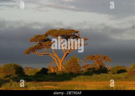 Landschaft mit einer riesigen Akazie im goldenen Morgenlicht mit dunkelgrauen Wolken im Hintergrund Stockfoto