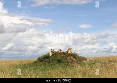 Zwei Löwinnen mit einem Jungen liegen entspannt und aufmerksam auf einem grünen Termitenhügel in der weiten Weite der kenianischen Savanne der Masai Mara Stockfoto