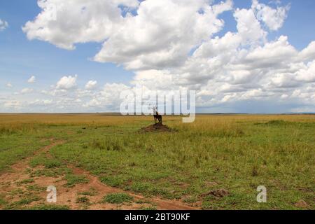 Eine Topi-Gazelle steht auf einem Termitenhügel in der weiten Weite der kenianischen Savanne Stockfoto