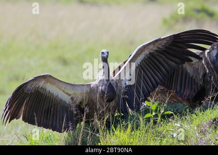 Weißrückengeier mit ausgebreiteten Flügeln im Gras der Savanne Stockfoto