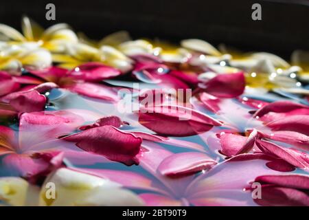 Dieses einzigartige Foto zeigt rosa und weiß gefärbte Jasminblüten, die in einem Spa auf dem Wasser schwimmen. Das Bild wurde in Thailand aufgenommen Stockfoto