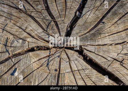 Risse in der Oberfläche eines großen abgesägten Baumstumpens Stockfoto