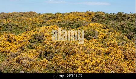 Der gelbe blühende Gorse in Suffolk Stockfoto