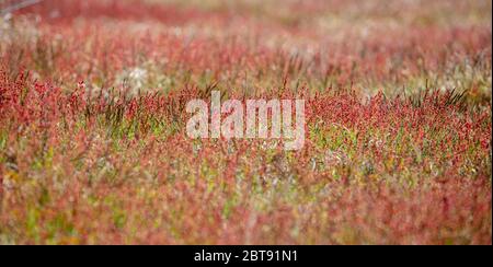 Die rote Heide auf der Heide in Sizewell Stockfoto