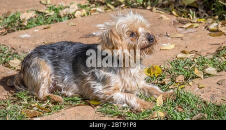 Ein kleiner Hund liegt in der Sonne auf einem Herbstnachmittagsbild im horizontalen Format Stockfoto