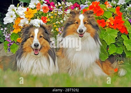 Zwei schöne gepflegte Shetland Sheepdogs sitzen zusammen im Blumengarten, Blick auf die Kamera. Stockfoto