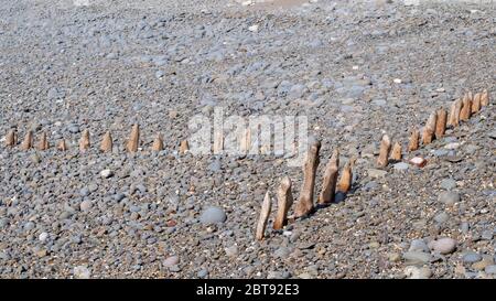 Verwitterte Holzpfähle, groynes auf Kiesstrand am Westward Ho, Nord Devon. Stockfoto