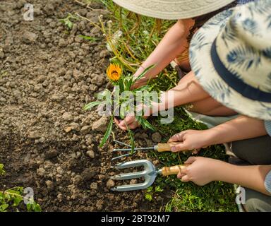 Junges Mädchen und junge Gärtner Pflanzen Blumen im Sommergarten bei Sonnenuntergang. Sommeraktivitäten. Stockfoto