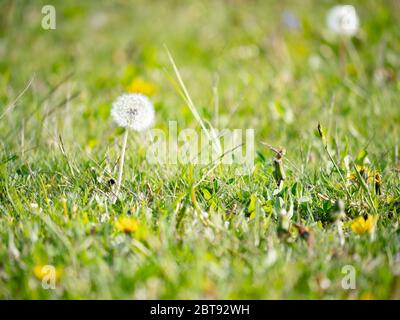 Löwenzahn-Kugel mit weißem Kopf in Wiese unter grünem Gras, das auf Wind schwankt. Blühend Löwenzahn in der Natur wächst aus grünem Gras. Stockfoto