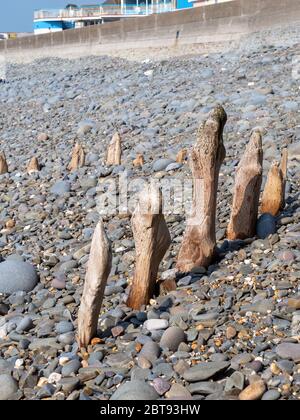 Verwitterte Holzpfähle, groynes auf Kiesstrand am Westward Ho, Nord Devon. Stockfoto