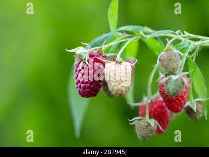 Nahaufnahme von roten, reifen und süßen Himbeerzweig, UK. Stockfoto