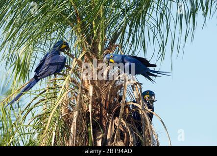Nahaufnahme von Hyazinth-Aras, die in einer Palme, Süd-Pantanal, Brasilien, thront. Stockfoto
