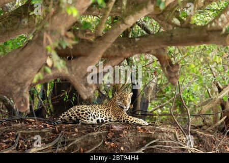 Nahaufnahme eines Jaguar, der an einem Baum am Ufer des Flusses, Pantanal, Brasilien, liegt. Stockfoto