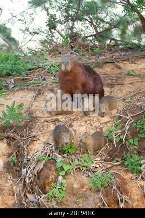 Nahaufnahme der Capybara Mutter mit Gruppe von Welpen auf einem Flussufer, Nord Pantanal, Brasilien. Stockfoto