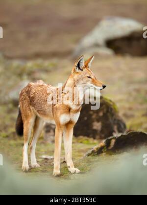 Nahaufnahme eines seltenen und gefährdeten äthiopischen Wolf (Canis simensis) im Hochland von Bale Berge, Äthiopien. Stockfoto