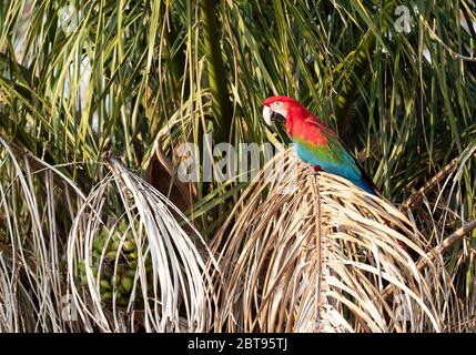 Nahaufnahme eines rot-grünen Ara (Ara chloropterus) auf einem Baum gehockt, Süd Pantanal, Brasilien. Stockfoto