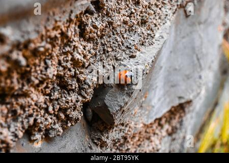 Marienkäfer auf Felsstruktur, nach Quarantäne im Freien, Fauna Stockfoto