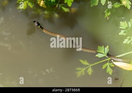 Grasnatrix natrix schwimmend im Wasser in einem Graben. Kleine junge Grasschlange mit runden Pupillen gelben Halsband grünlichen Körper mit dunklen Flecken Stockfoto