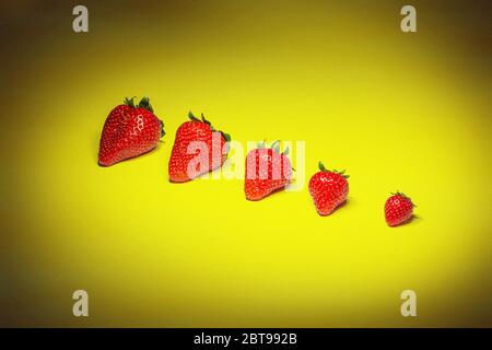 Eine Reihe von Erdbeeren von klein bis groß auf gelbem Hintergrund Stockfoto