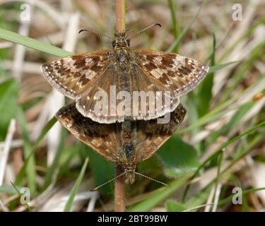 Dingy Skipper - Erynnis tages Paarungspaar im Gras Stockfoto