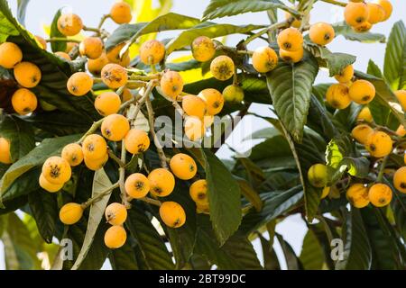 Trauben von reifen Quiche Frucht (Eriobotrya Japonica) auf dem Lendenbrotbaum Stockfoto