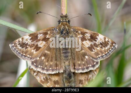 Dingy Skipper - Erynnis Tages Männchen des Paarungspaares Stockfoto