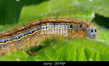 Lackey Moth Raupe - Malacosoma neustria auf Blatt Stockfoto