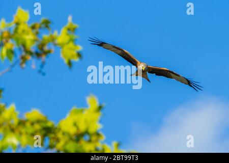 Red Kite Kopf Auf Stockfoto