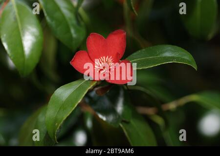 Camellia japonica 'Kimberly' Stockfoto