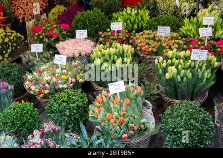 Bunte Tulpen zum Verkauf in Amsterdam Blumenmarkt Stockfoto