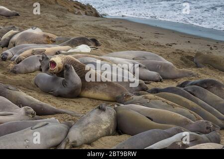 Elefanten-Robben, Walrosse liegen am Strand, California Coastal Trail. Pazifik. Stockfoto