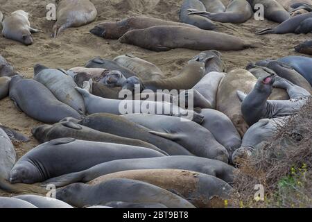 Elefanten-Robben, Walrosse liegen am Strand, California Coastal Trail. Pazifik. Stockfoto