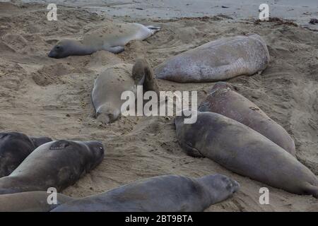 Elefanten-Robben, Walrosse liegen am Strand, California Coastal Trail. Pazifik. Stockfoto