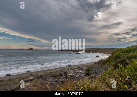 Elefanten-Robben, Walrosse liegen am Strand, California Coastal Trail. Pazifik. Stockfoto