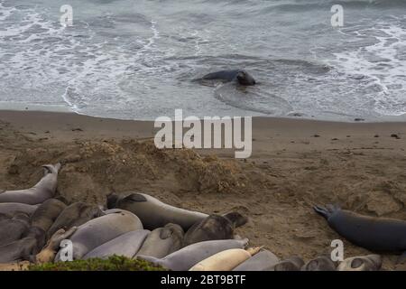 Elefanten-Robben, Walrosse liegen am Strand, California Coastal Trail. Pazifik. Stockfoto