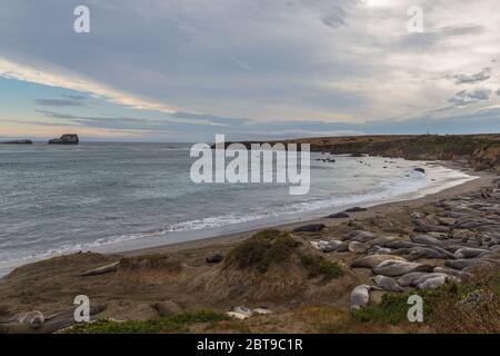 Elefanten-Robben, Walrosse liegen am Strand, California Coastal Trail. Pazifik. Stockfoto