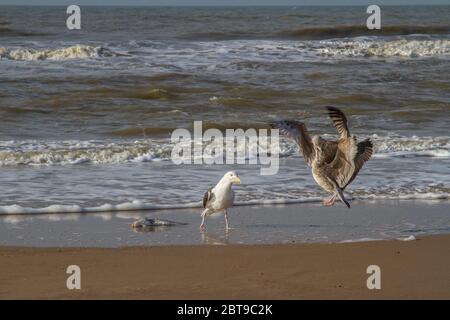 Drei Möwen und ein toter Fisch am Strand der Nordsee Stockfoto