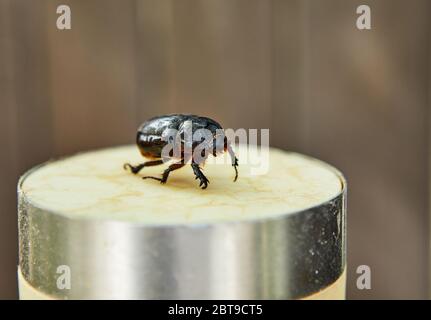Eine Nahaufnahme eines Erdmungkäfer auf einem beigen Stand an einem hellen sonnigen Tag. Speicherplatz kopieren . Stockfoto