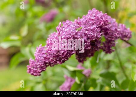 Blühender lila Flieder. Mai Garten nach dem Regen. Wassertropfen auf Blütenblättern. Polnische Frühlingsfarben. Stockfoto