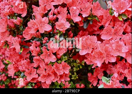 Nahaufnahme eines Azalea-Blütenstrauch (Gattung Rhododendron). Stockfoto