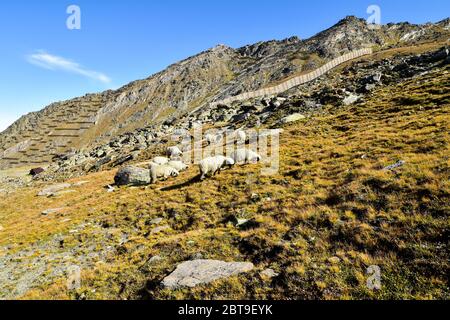 Herde Schafe weiden auf einer Alm. Stockfoto