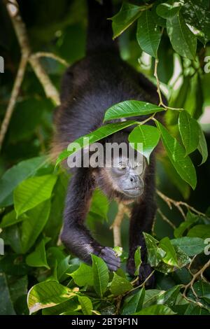 Die Tierwelt Panamas mit einem bedeckten Howler-Affen, Alouatta palliata, im Soberania-Nationalpark, Republik Panama. Stockfoto