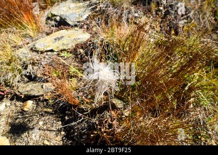 Pasqué (Anemone Pulsatilla) wächst auf einer Wiese. Stockfoto