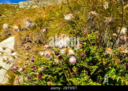 Pasqué (Anemone Pulsatilla) wächst auf einer Wiese. Stockfoto