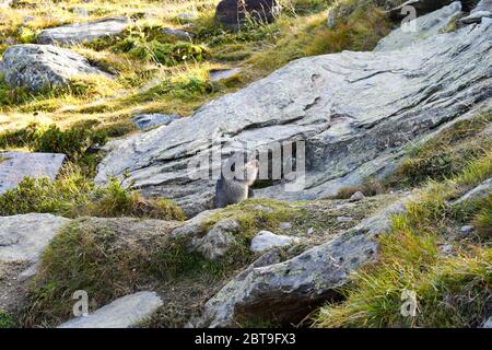 Alpine Marmot (Marmota marmota) Familie. Stockfoto