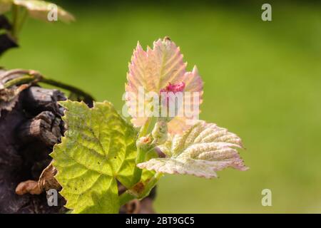 Eine Nahaufnahme einer im Frühling blühenden Weinrebe im Zentrum von Illinois Stockfoto